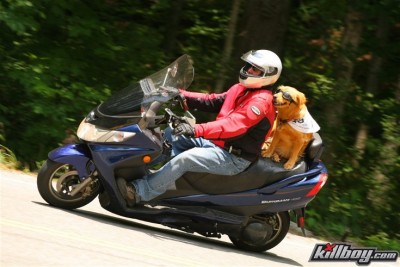sandy the dog.jpg